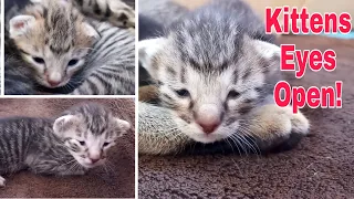 Baby Kittens Open their eyes for the first time! Now They Can See The World!