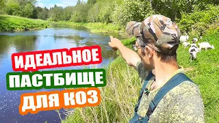 Где лучше пасти коз. Наше идеальное пастбище! #козы #козоводство