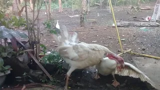 Turkey Vs duck fight