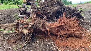 Cat 315B - Large stump removal