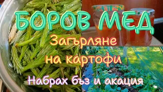 Далеч от града. Боров мед. Загърляне на картофи. Сироп от бъз и акация.