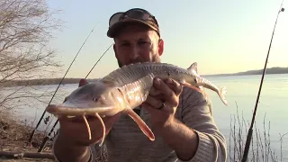 Fishing for Shovelnose/Sturgeon. Рыбалка лопатанос осетр