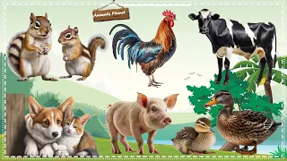 Cutest Animal Sounds Around the World: Dog, Cat, Chicken, Duck, Cow, Squirrel, Duckling, Pig