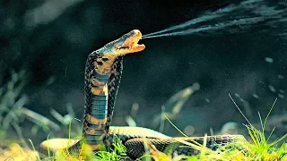 National Geographic Documentary   Most venomous snake   Wildlife Animal