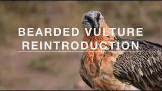 Bearded Vulture Reintroduction in the Swiss Alps