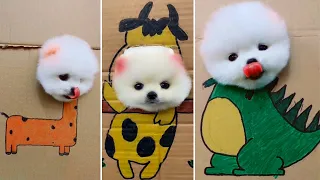 Tik Tok Chó Phốc Sóc Mini 😍 Funny and Cute Pomeranian #383