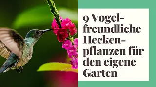 9 Vogelfreundliche Heckenpflanzen für den eigene Garten