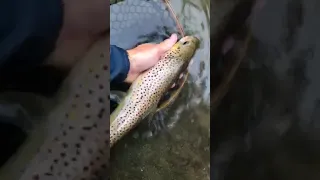 Fly fishing Paint Creek MI 16" brown trout