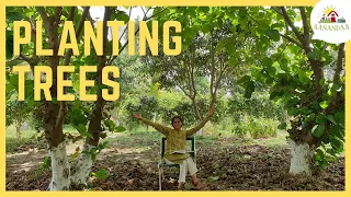 Get started with Permaculture: Plant Trees