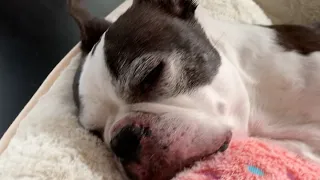 Sleepless Boston Terrier Episode 58