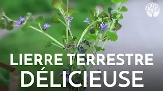 Lierre terrestre délicieuse plante sauvage comestible et médicinale