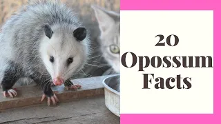 Awesome Possum! Amazing Facts & Our Logo story