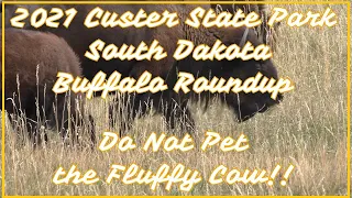 2021 Buffalo Roundup Custer South Dakota --Spencers-Mountain