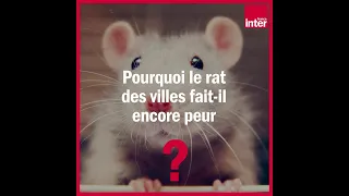 Pourquoi les rats font-ils encore peur ? La Chronique Environnement
