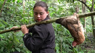 Alone girl, survival, in the wild forest, wild chicken trapping skills, survival. alone  phượng pú