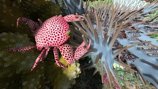 What Animals Live in a Coral Reef? | California Academy of Sciences