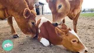 Rescue Baby Cow Makes Friends With Everyone He Meets  | Cuddle Buddies