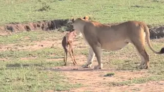 Watch Lion Play with Newq Born Topi