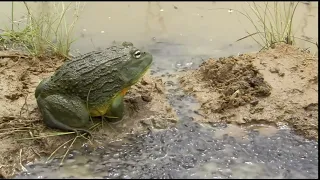 Bull Frog Dad Protects His Tadpoles || ESSENTIAL NATURE ||