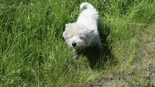 West Highland White Terrier (Westie) Bobby. Hava Nagila!