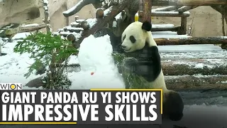 Giant Panda RU YI shows his impressive martial arts skills | Moscow | World News | WION News