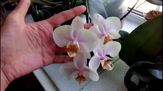 Орхидеи: Мой цветущий подоконник в августе 2018 г.