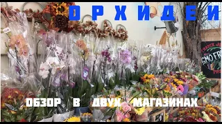 ОРХИДЕИ. Обзор в двух магазинах.