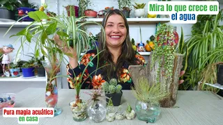 Transforma tu hogar con estas 10 plantas que puedes cultivar en agua