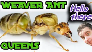 MY NEW WEAVER ANT QUEENS - Oecophylla smaragdina