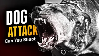 Can You Use Deadly Force On A Dog? (Or Is It Illegal)