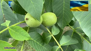 Настоянка з недозрілих горіхів. Волоські горіхи.Ліки природи.