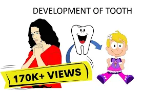 Development of teeth made easy!