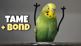 How to Tame Your Budgie | Gain Trust and Bond