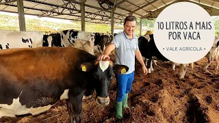 Confinamento garante 10 litros de leite a mais por vaca por dia!