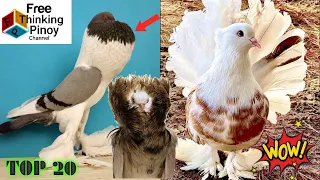 20 MOST BEAUTIFUL PIGEON BREED in the World | Maganda At Kakaibang Uri ng Kalapati