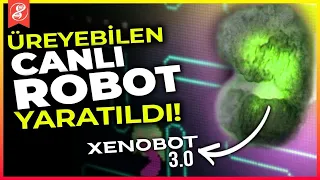 Xenobot 3.0 Üretildi: Bu Robotlar Canlı ve Artık Üreyebiliyorlar!