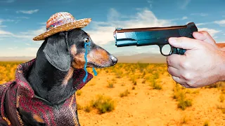 Once Upon A Time in Mexico! Cute & funny dachshund dog video!