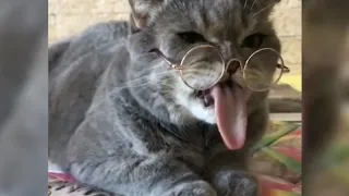 12 Minutes of Funny Cat Videos - EP 26