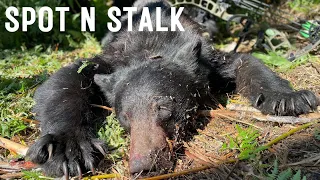 ARCHERY SPOT N STALK BEAR HUNTING | PUBLIC LAND IN CALIFORNIA