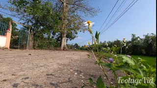 Grass Flowers and Trees on Roadside Footage Video - Free Download