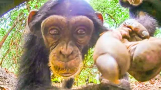 Chimpanzee KIDNAPS Robot Tortoise! | Spy In The Wild | BBC Earth Kids