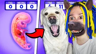 ЭТОТ СИМУЛЯТОР СОБАКИ СЛИШКОМ РЕАЛИСТИЧНЫЙ!! (Dog Life Simulator)