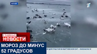 В КИТАЕ АНОМАЛЬНЫЙ МОРОЗ, ИЗ-ЗА КОТОРОГО ПОЧТИ МГНОВЕННО ПОГИБЛИ СОТНИ ПТИЦ