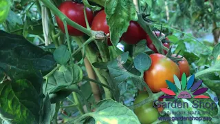 Сорт томатов черри Мончери F1 - Супер огромный урожай - растет в Болгарии