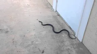 Black Racer Snake