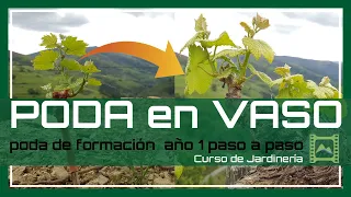 🌱 Cómo PODAR una cepa de Vid en formación VASO 🍇 [Capítulo 55] Curso básico de Jardinería 2021 | LdN