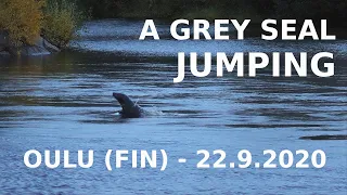 Phoque gris / Harmaahylje / Grey seal (Halichoerus grypus) - OULU (FIN) 22.9.2020