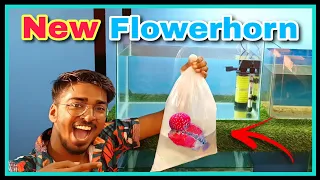 How I Get My Dream Fish " FlowerHorn " || FlowerHorn Tank Setup | Disease Treatment | Care Tips