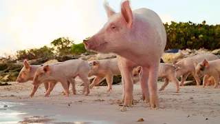 These Wild Pigs Are a Boost for Tourism in the Bahamas (4K)