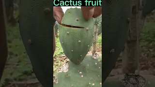 This Cactus Fruit Is Very Sweet #satisfying #short